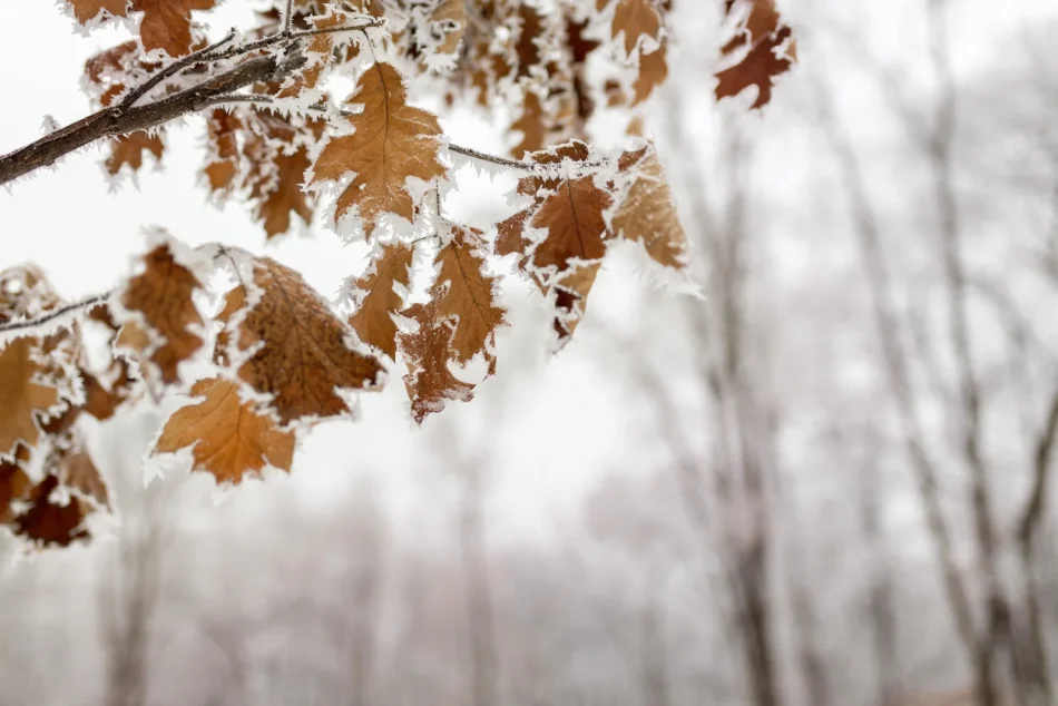 Dicembre — Calore d’Inverno